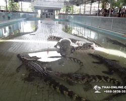Шоу крокодилов Паттайя, Таиланд Seven Countries - фото 143