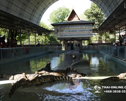 Шоу крокодилов Паттайя, Таиланд фото Thai-Online 4