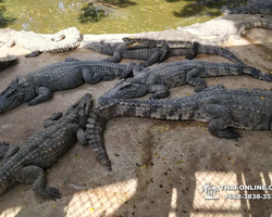Шоу крокодилов Паттайя, Таиланд Seven Countries - фото 104