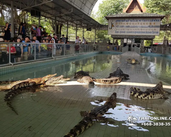 Шоу крокодилов Паттайя, Таиланд фото Thai-Online 23