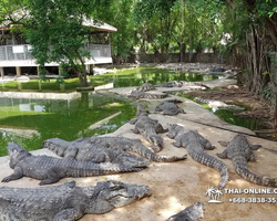 Шоу крокодилов Паттайя, Таиланд Seven Countries - фото 64