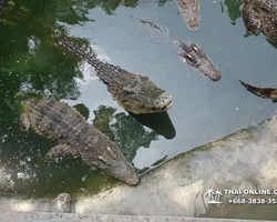 Шоу крокодилов Паттайя, Таиланд Seven Countries - фото 140