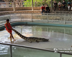 Шоу крокодилов Паттайя, Таиланд Seven Countries - фото 122