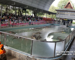 Шоу крокодилов Паттайя, Таиланд фото Thai-Online 24