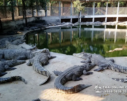 Шоу крокодилов Паттайя, Таиланд Seven Countries - фото 149