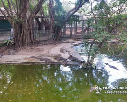 Шоу крокодилов Паттайя, Таиланд Seven Countries - фото 88