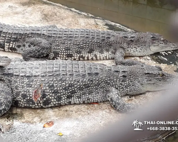 Шоу крокодилов Паттайя, Таиланд фото Thai-Online 27
