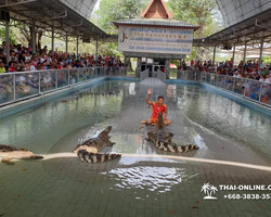 Шоу крокодилов Паттайя, Таиланд фото Thai-Online 18