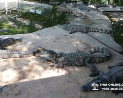 Крокодиловая ферма в Паттайе Тайланд Seven Countries - фото 124