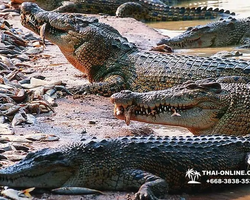 Шоу крокодилов Паттайя, Таиланд фото Thai-Online 7
