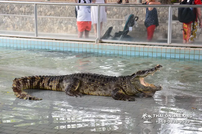 Шоу крокодилов Паттайя, Таиланд Seven Countries - фото 118