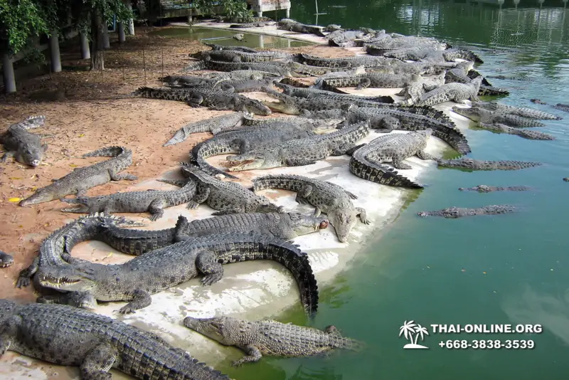 Шоу крокодилов Паттайя Таиланд фото Thai-Online 37
