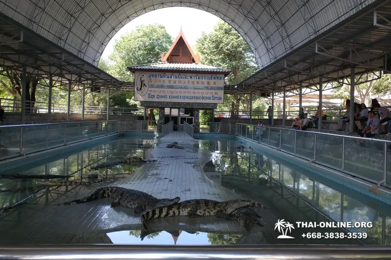 Шоу крокодилов Паттайя, Таиланд фото Thai-Online 35