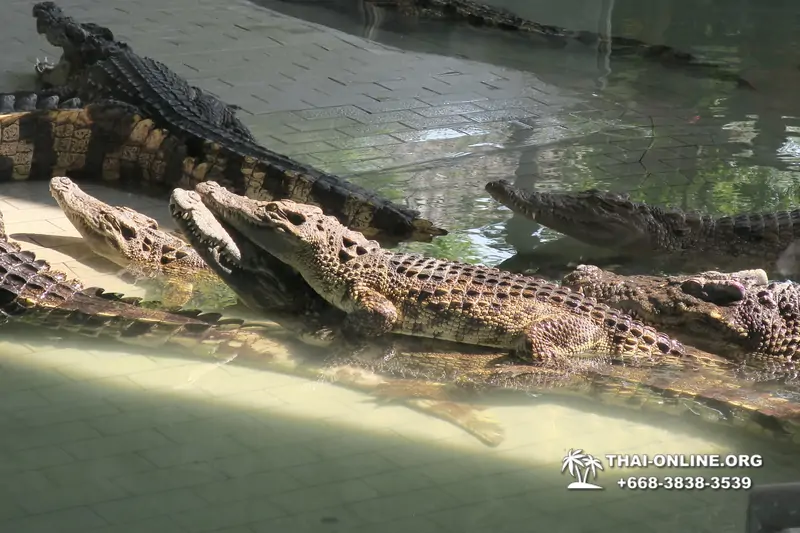 Крокодиловая ферма в Паттайе Тайланд Seven Countries - фото 142