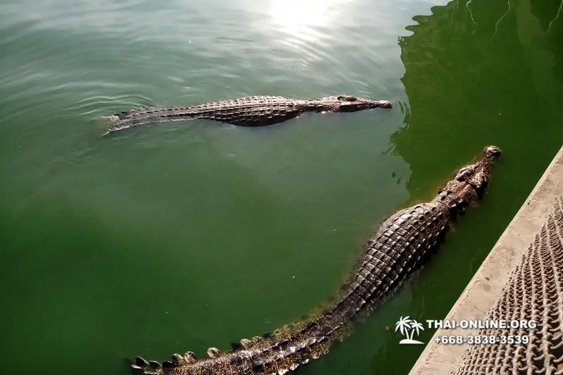 Шоу крокодилов Паттайя, Таиланд фото Thai-Online 13