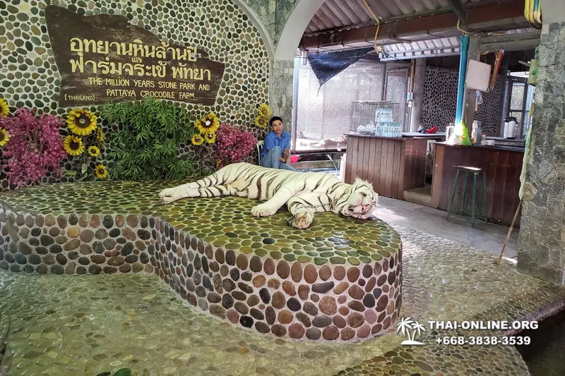 Шоу крокодилов Паттайя, Таиланд фото Thai-Online 9