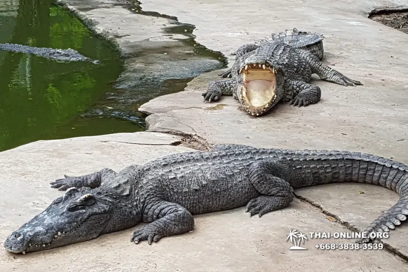 Крокодиловая ферма в Паттайе Тайланд Seven Countries - фото 121
