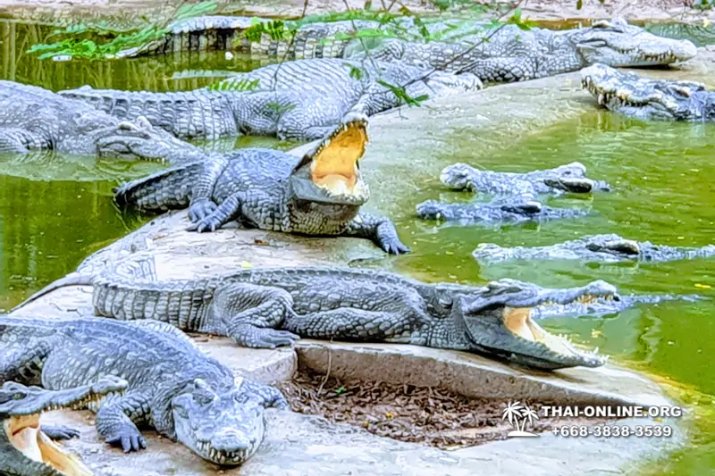 Шоу крокодилов Паттайя, Таиланд фото Thai-Online 19