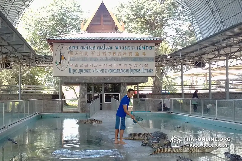 Шоу крокодилов Паттайя Таиланд фото Thai-Online 32