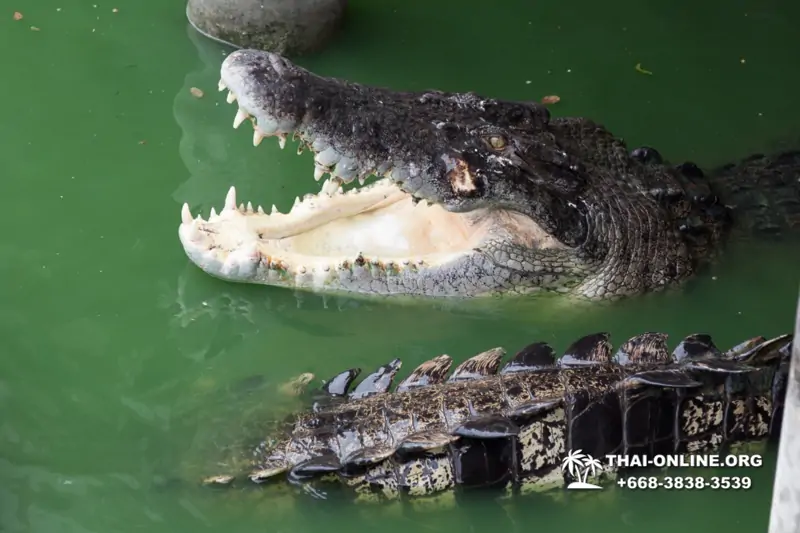 Крокодиловая ферма в Паттайе Тайланд Seven Countries - фото 133