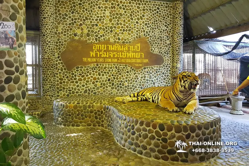 Шоу крокодилов Паттайя, Таиланд фото Thai-Online 6