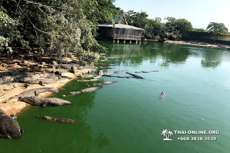 Шоу крокодилов Паттайя, Таиланд фото Thai-Online 10