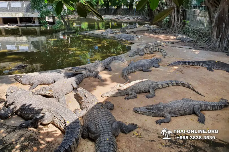 Шоу крокодилов Паттайя, Таиланд Seven Countries - фото 97