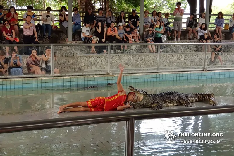 Шоу крокодилов Паттайя Таиланд фото Thai-Online 45