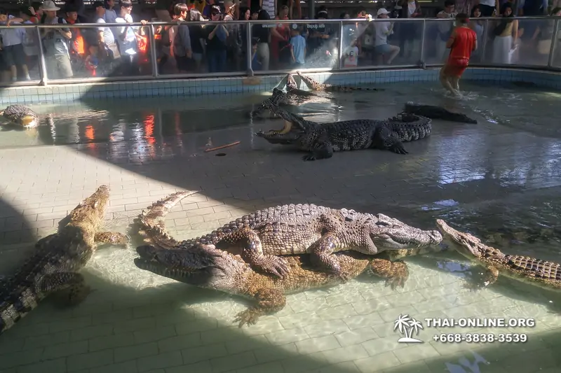 Шоу крокодилов Паттайя, Таиланд Seven Countries - фото 141