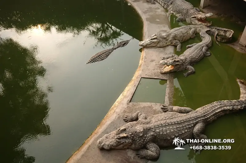 Шоу крокодилов Паттайя, Таиланд Seven Countries - фото 136