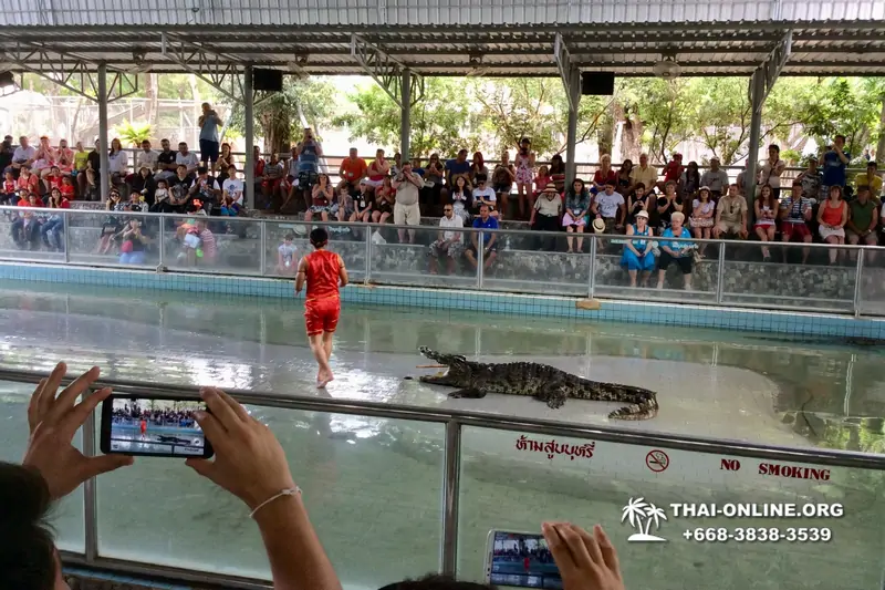 Шоу крокодилов Паттайя, Таиланд Seven Countries - фото 102