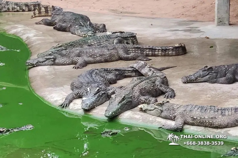 Шоу крокодилов Паттайя, Таиланд Seven Countries - фото 107