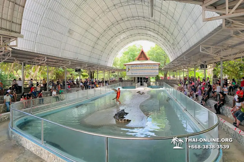 Шоу крокодилов Паттайя Таиланд фото Thai-Online 48