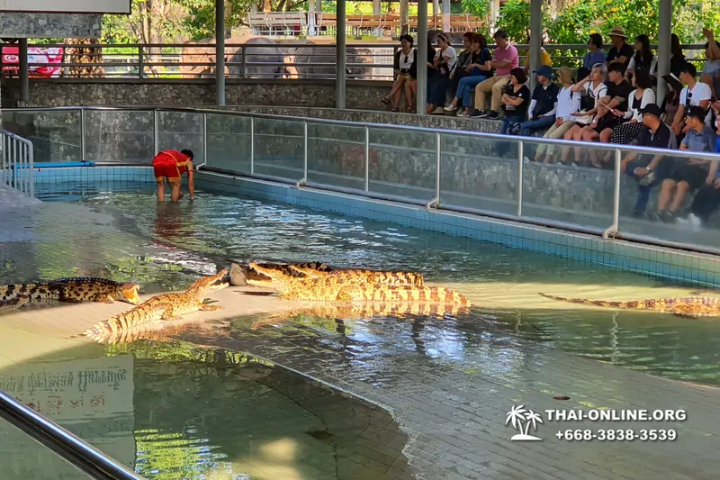 Шоу крокодилов Паттайя, Таиланд Seven Countries - фото 146