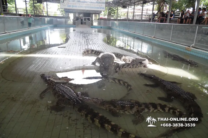 Шоу крокодилов Паттайя, Таиланд Seven Countries - фото 143