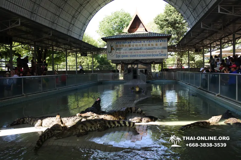 Шоу крокодилов Паттайя, Таиланд фото Thai-Online 4