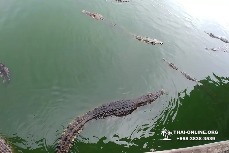 Шоу крокодилов Паттайя, Таиланд Seven Countries - фото 127