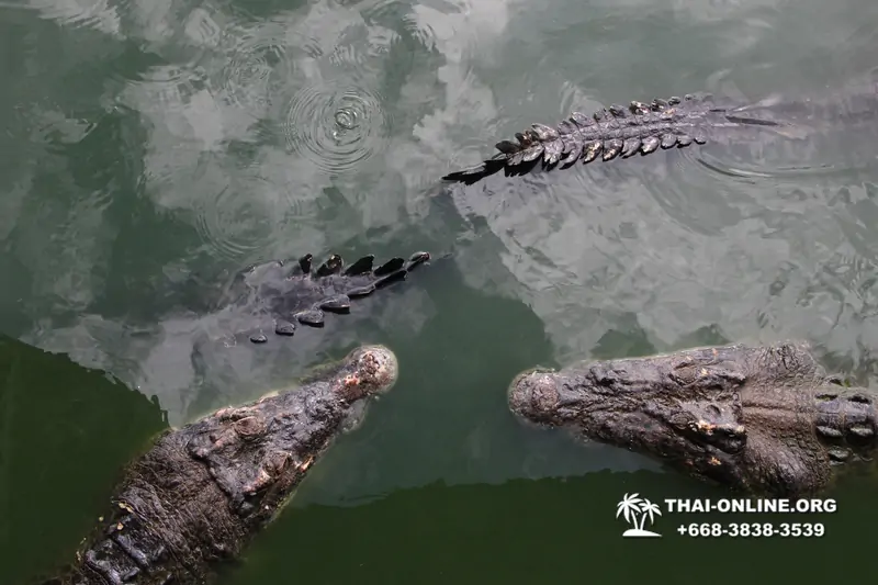 Шоу крокодилов Паттайя, Таиланд Seven Countries - фото 134