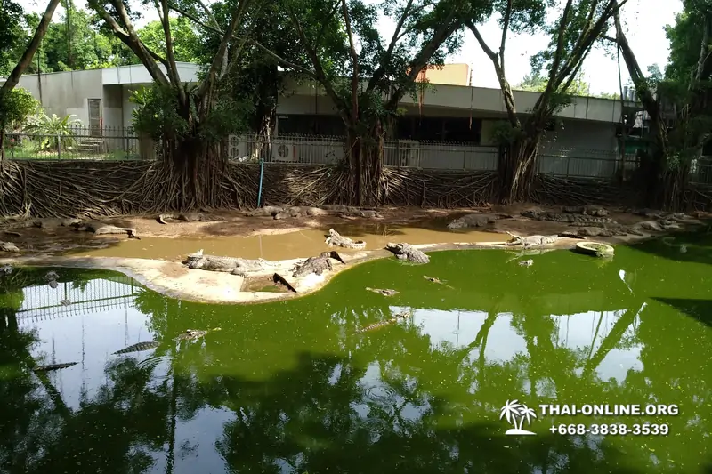 Шоу крокодилов Паттайя Таиланд фото Thai-Online 44