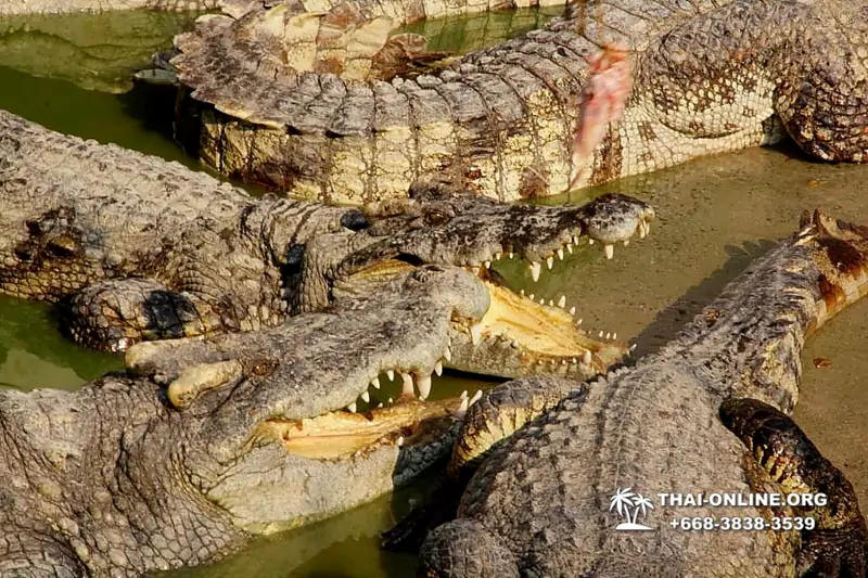 Крокодиловая ферма в Паттайе Тайланд Seven Countries - фото 90