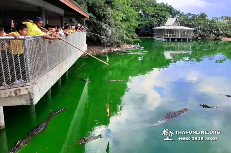 Шоу крокодилов Паттайя, Таиланд фото Thai-Online 14