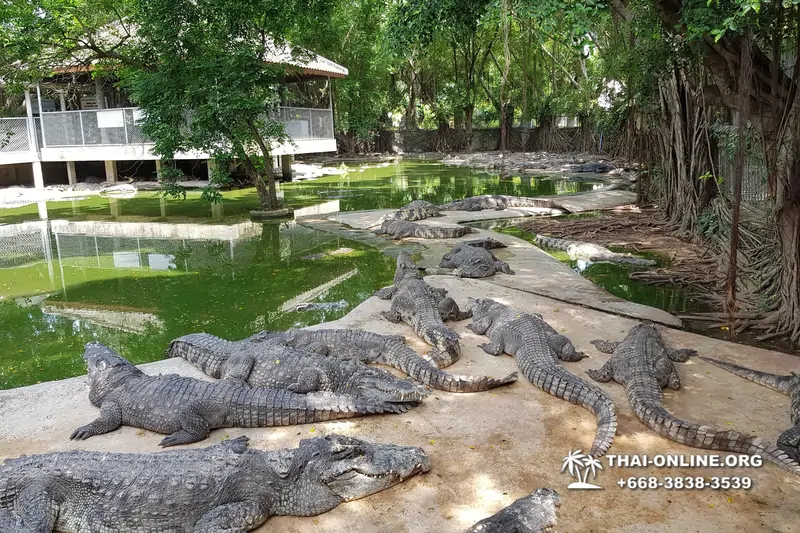 Шоу крокодилов Паттайя, Таиланд Seven Countries - фото 64