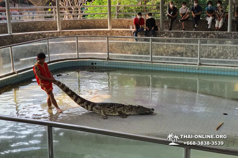 Шоу крокодилов Паттайя, Таиланд Seven Countries - фото 122