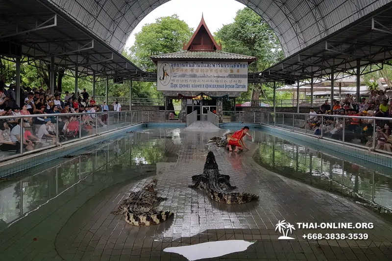 Шоу крокодилов Паттайя, Таиланд фото Thai-Online 22