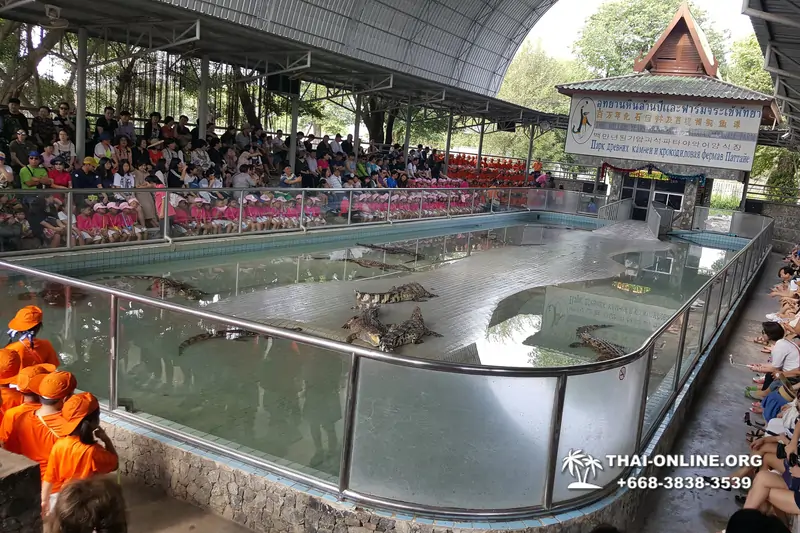Шоу крокодилов Паттайя, Таиланд фото Thai-Online 24