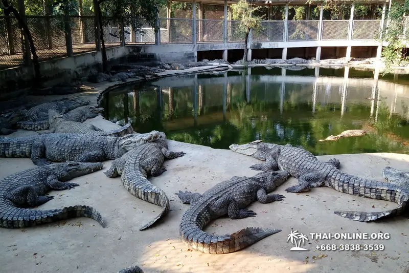 Шоу крокодилов Паттайя, Таиланд Seven Countries - фото 149