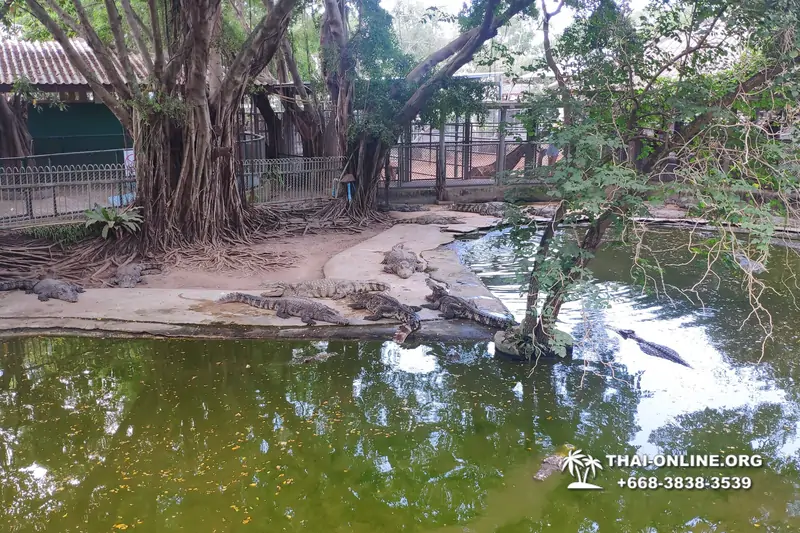 Шоу крокодилов Паттайя, Таиланд Seven Countries - фото 88