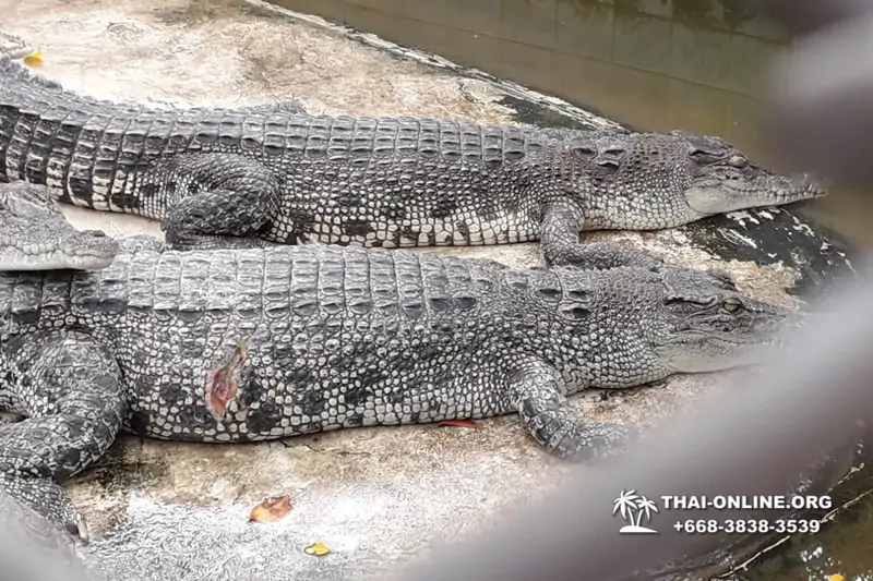 Шоу крокодилов Паттайя, Таиланд фото Thai-Online 27