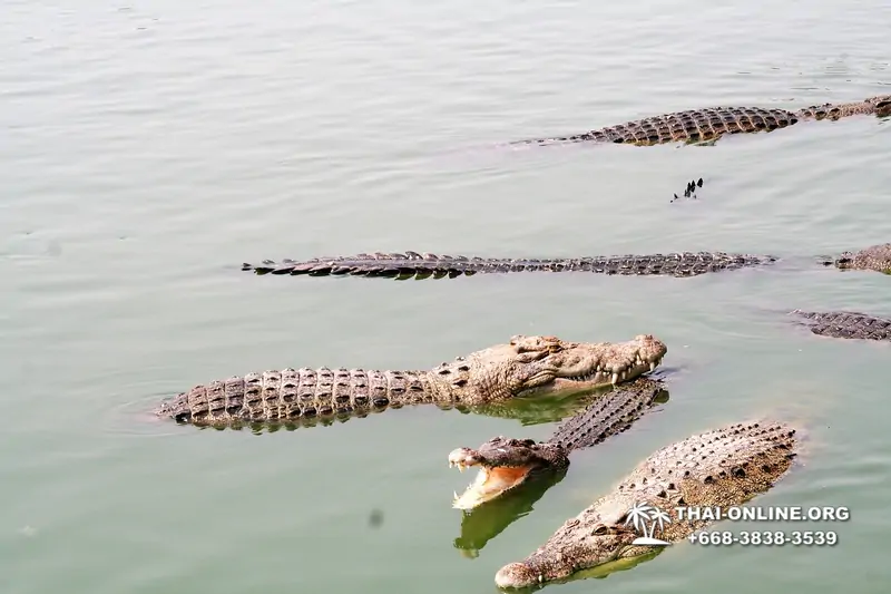 Крокодиловая ферма в Паттайе Тайланд Seven Countries - фото 130