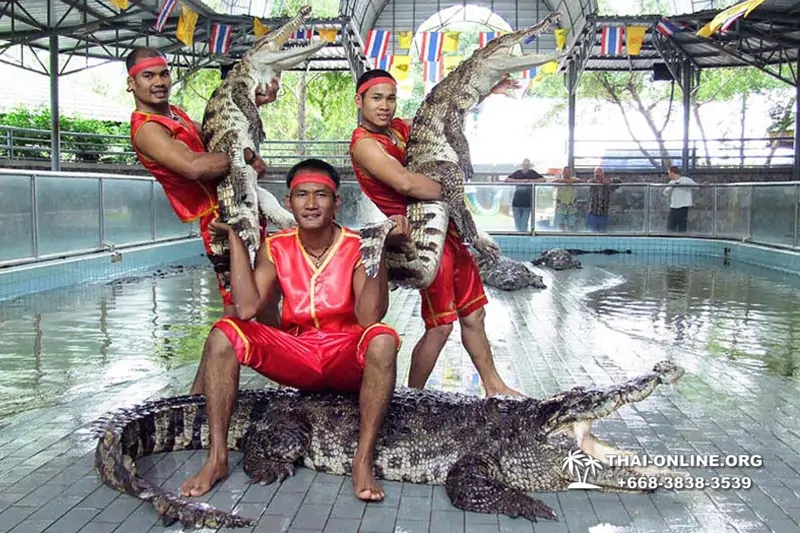Шоу крокодилов Паттайя, Таиланд фото Thai-Online 16